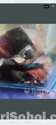 Copper musturd gas fighter